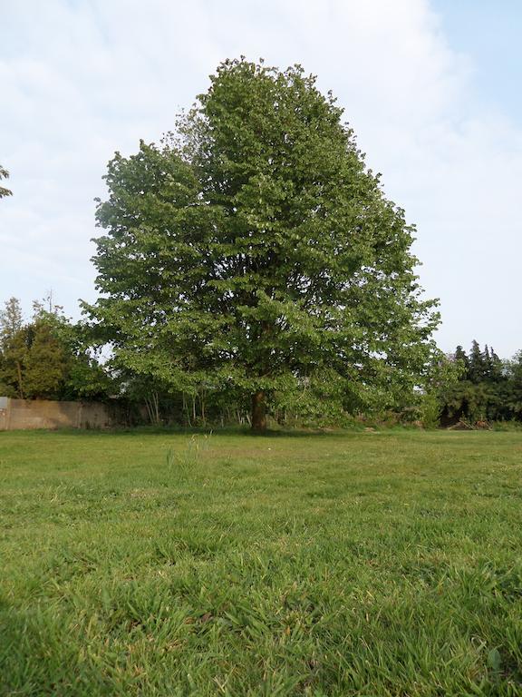 Villa Bijenhof Varsenare Rum bild