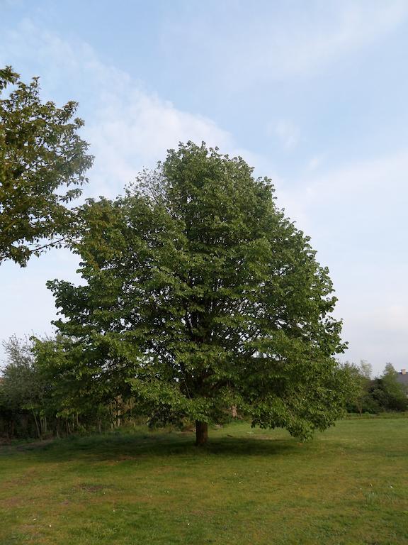 Villa Bijenhof Varsenare Rum bild
